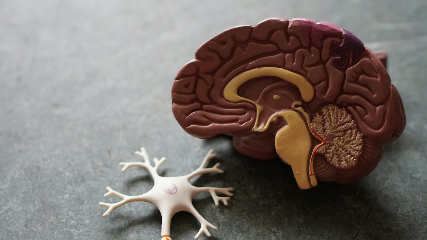 Plastic brain model and neuron model on textured surface.